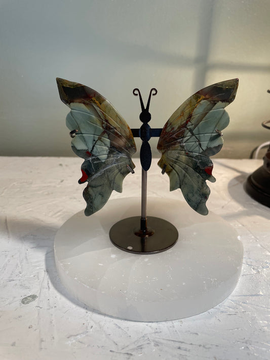 African Bloodstone Butterfly